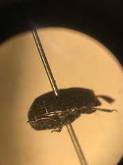 Margarinotus hudsonicus