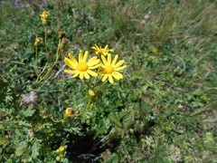 Senecio squalidus rupestris