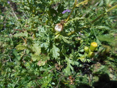 Senecio squalidus rupestris