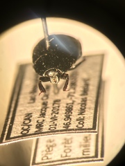 Margarinotus hudsonicus