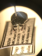 Margarinotus hudsonicus