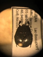 Margarinotus hudsonicus