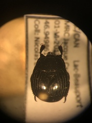 Margarinotus hudsonicus