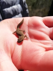 Pachydactylus geitje