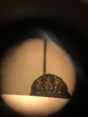 Margarinotus hudsonicus