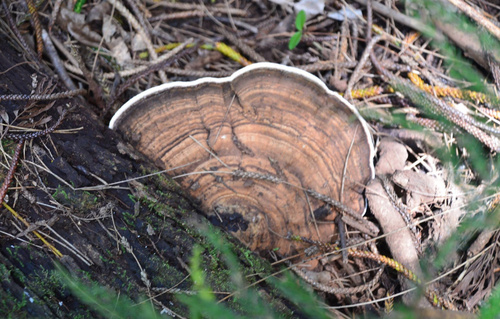 Ganoderma australe observed 2019-07-04