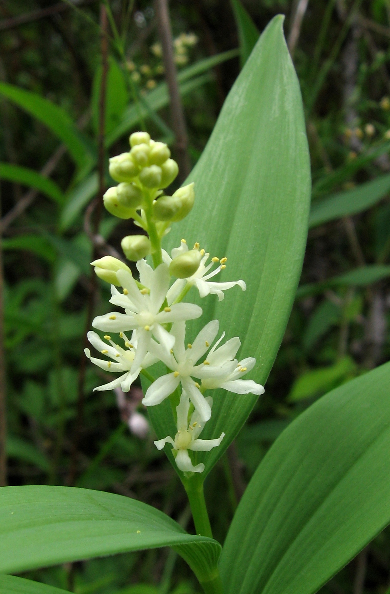 Maianthemum stellatum