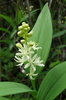 Star-flowered Lily-of-the-Valley - Photo (c) Anita, some rights reserved (CC BY-NC)