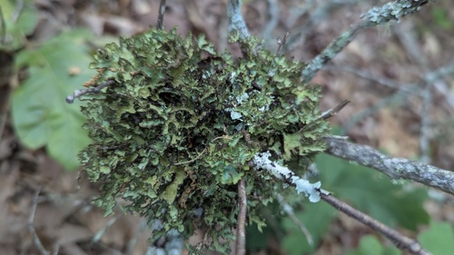 Tuckermannopsis ciliaris observed 2025-06-24