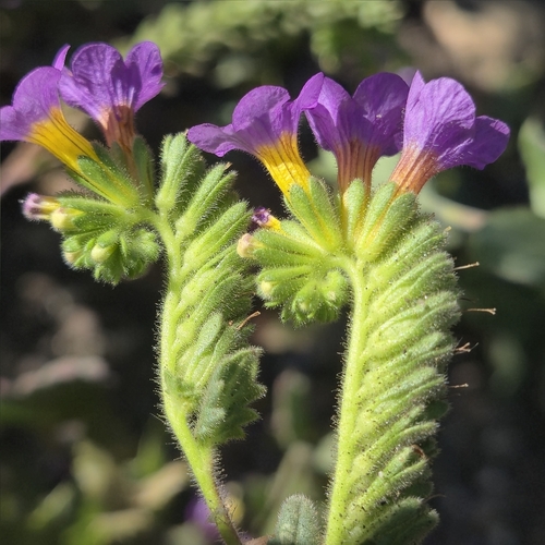 Santiago Peak phacelia (Phacelia keckii)