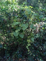 Ipomoea macrorhiza