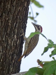 Campethera bennettii bennettii