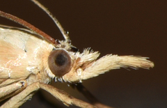 Xanthocrambus caducellus
