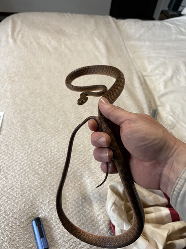 Brown Tree Snake sighting