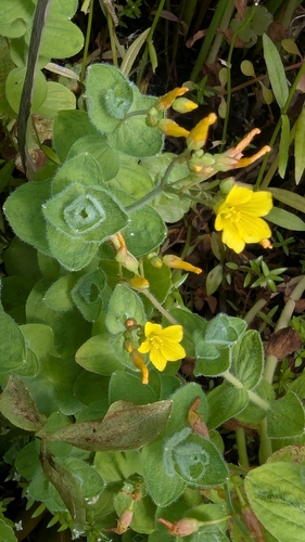 Hypericum elodes (Hypericum elodes)