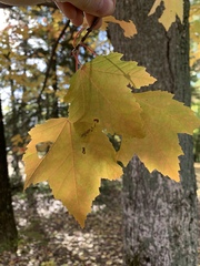 Acer rubrum