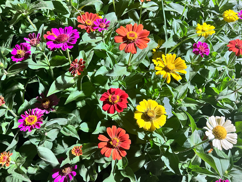 Elegant Zinnia