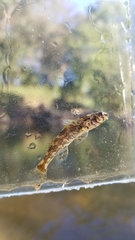 Etheostoma histrio