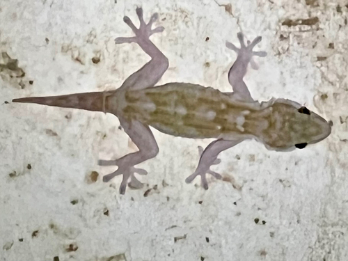 Ringed Wall Gecko