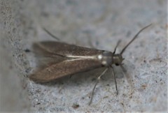 Schreckensteinia erythriella