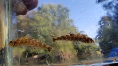 Etheostoma histrio