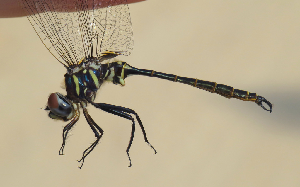Calvert's Emerald