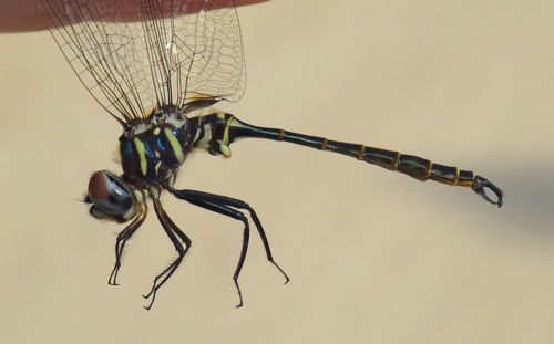 Calvert's Emerald
