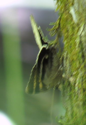 Sappho Underwing photo 3