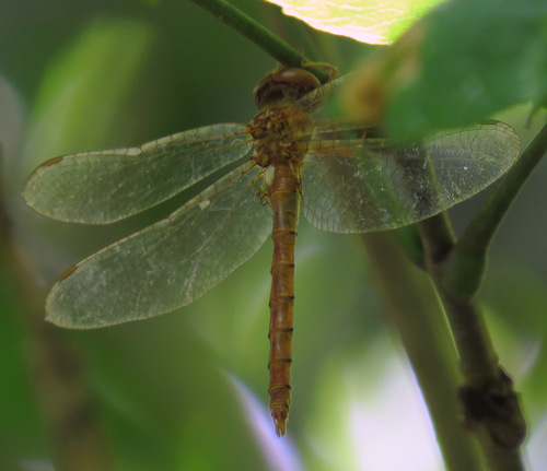 Cinnamon Shadowdragon photo 4