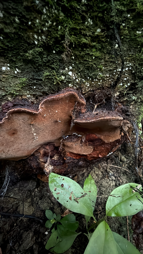 Fuscoporia wahlbergii · July 2025 · photo: © pluckytree (iNaturalist, cc-by)