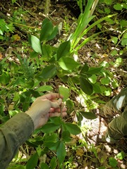 Ficus prolixa