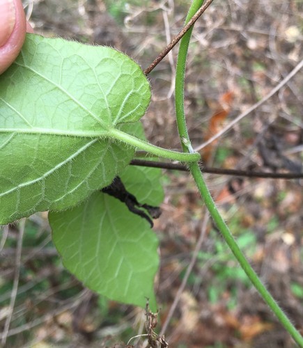 Matelea floridana image