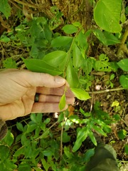 Ficus prolixa