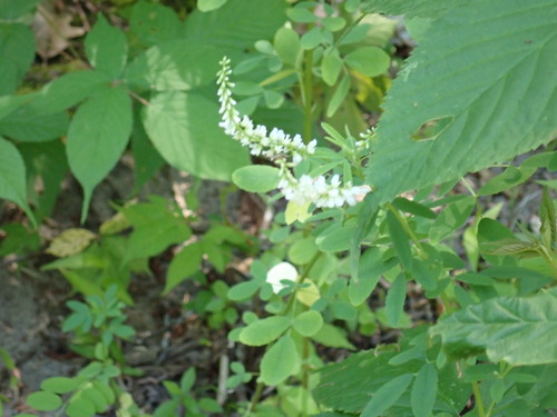White Sweetclover