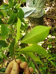 Ficus prolixa