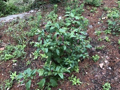 Phytolacca americana