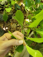 Ficus prolixa