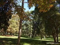 Aesculus hippocastanum