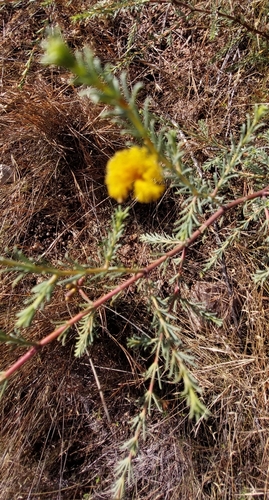 Acacia galioides observed 2025-07-02