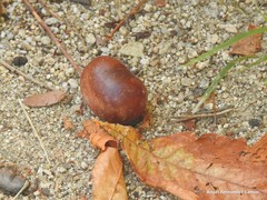Aesculus hippocastanum