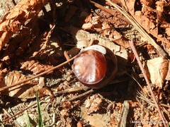 Aesculus hippocastanum