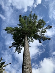 Pinus strobus