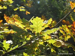 Quercus robur