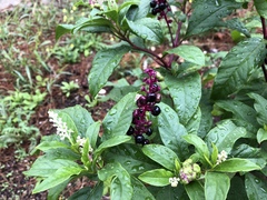 Phytolacca americana