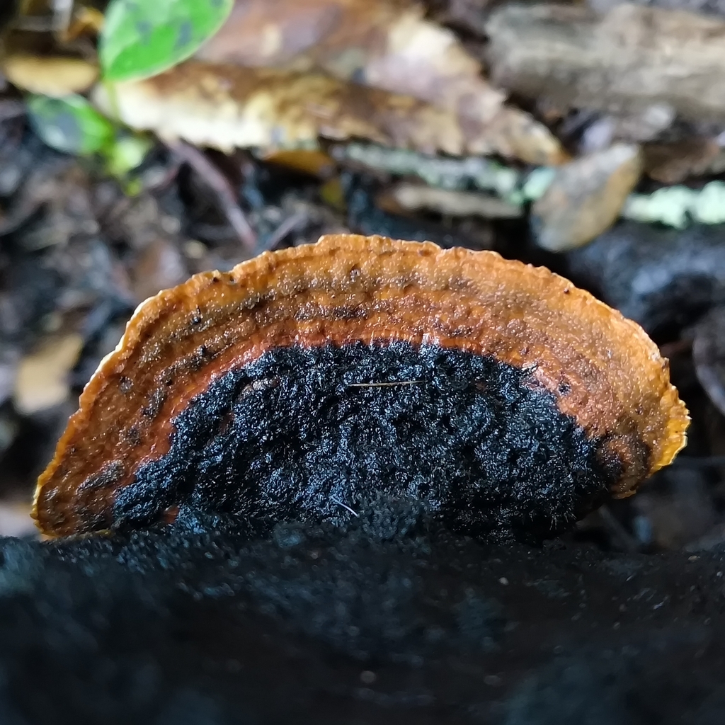 Stereum ostrea · June 2025 · photo: © zedt (iNaturalist, cc-by)