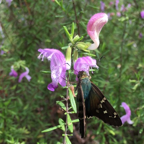 Conradina cygniflora