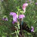 Conradina cygniflora - Photo (c) Eric M Powell, μερικά δικαιώματα διατηρούνται (CC BY-NC), uploaded by Eric M Powell