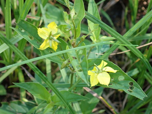 fringed loosestrife