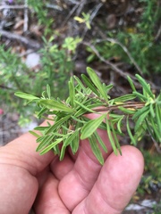 Conradina cygniflora image