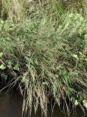 Diplachne fusca